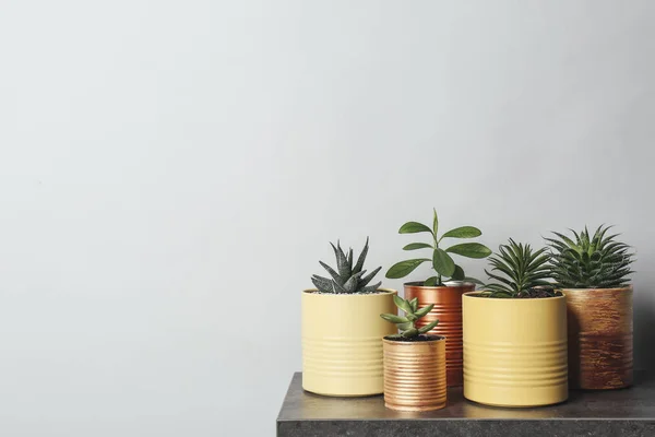 Belles Plantes Intérieur Boîtes Conserve Sur Table Pierre Grise Espace — Photo