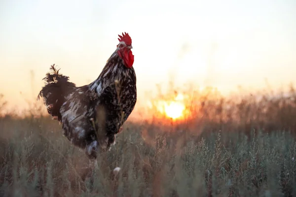 Big Domestic Rooster Field Sunrise Space Text Morning Time — Stock Photo, Image