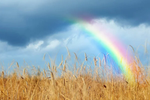 Amazing Rainbow Wheat Field Stormy Sky — Stock Photo, Image