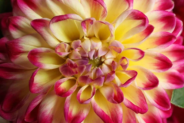 Piękny Kwitnący Kwiat Dahlii Jako Tło Zbliżenie — Zdjęcie stockowe