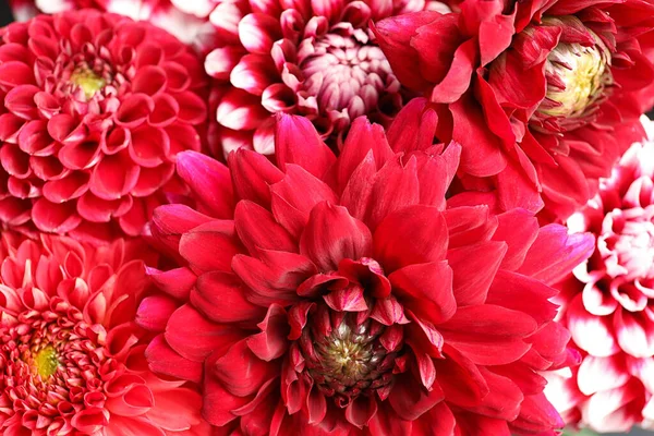 Krásné Kvetoucí Dahlia Květiny Jako Pozadí Detailní Záběr — Stock fotografie
