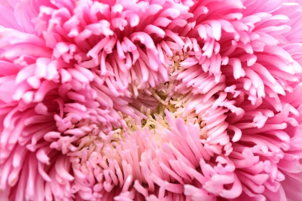 Красива Рожева Айстра Фон Крупним Планом Осінні Квіти — стокове фото