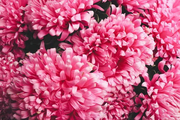 Gyönyörű Rózsaszín Mesterek Mint Háttér Közelkép Őszi Virágok — Stock Fotó