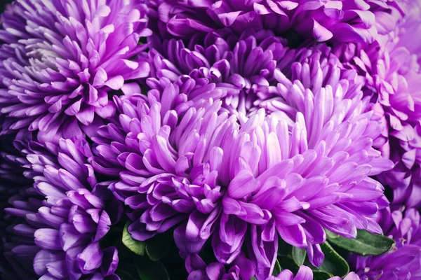 Gyönyörű Lila Pirítósok Mint Háttér Közelkép Őszi Virágok — Stock Fotó