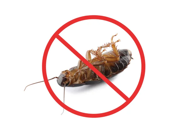 Dead Cockroach Red Prohibition Sign White Background Pest Control — Stock Photo, Image