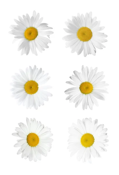 Conjunto Belas Flores Camomila Fundo Branco — Fotografia de Stock