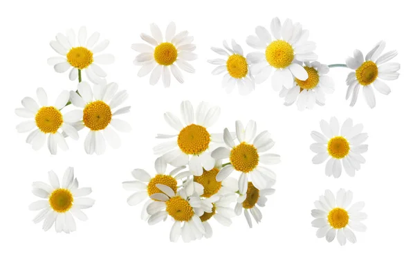 Set Med Vackra Kamomill Blommor Vit Bakgrund — Stockfoto