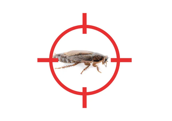 Cockroach Red Target Symbol White Background Pest Control — Stock Photo, Image