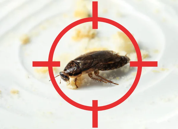 Κατσαρίδα Κόκκινο Σύμβολο Στόχου Λευκό Πιάτο Έλεγχος Παρασίτων — Φωτογραφία Αρχείου