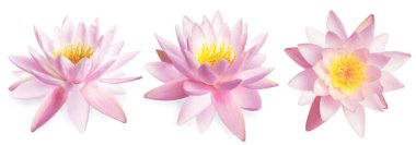 Beyaz arka planda güzel nilüfer çiçekleri. Pankart tasarımı 