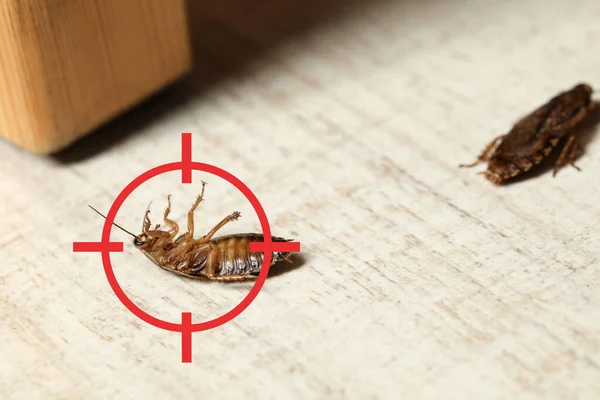 床に赤いターゲットシンボルが付いている死んだゴキブリ 害虫駆除 — ストック写真