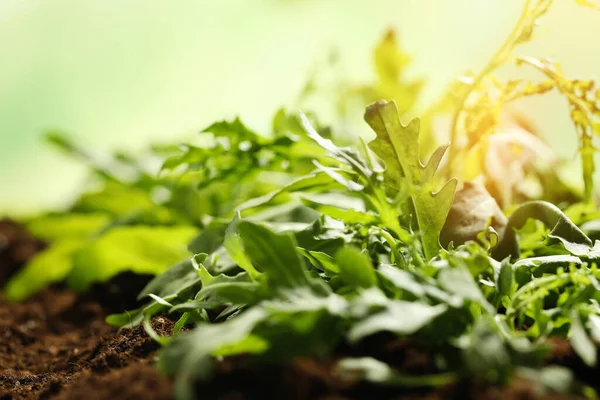 Brotes Jóvenes Iluminados Por Sol Planta Rúcula Suelo Primer Plano — Foto de Stock