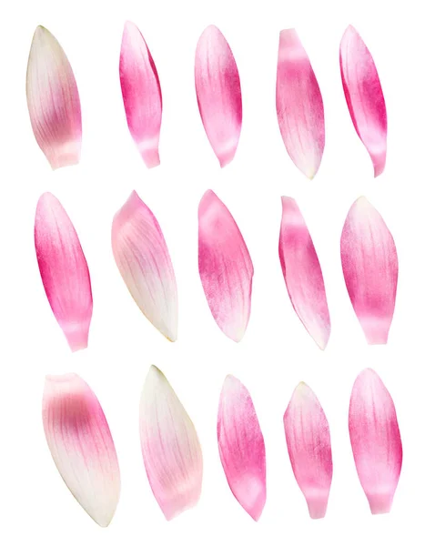 Набір Красивих Рожевих Пелюсток Квітки Лотоса Білому Тлі — стокове фото