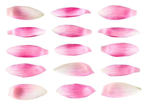 白い背景に美しいピンクの蓮の花びらのセット — ストック写真
