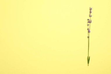 Sarı arka planda güzel lavanta çiçekleri, üst manzara. Metin için boşluk