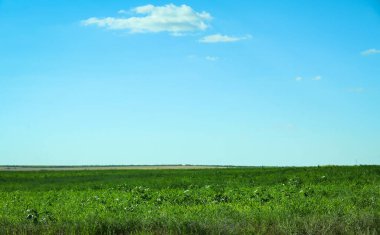 Güneşli bir günde yeşil çimenli güzel bir manzara