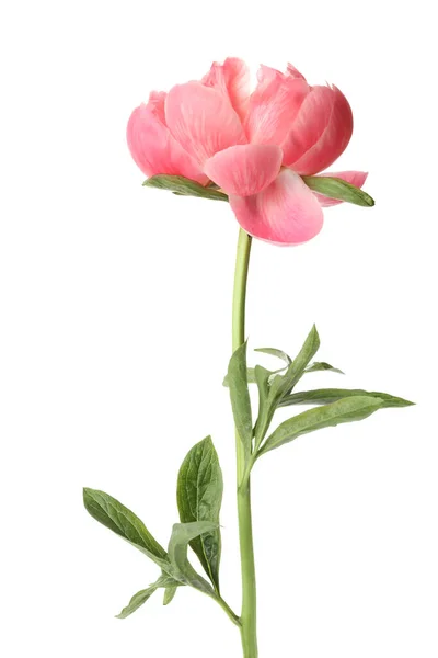 흰색으로 아름다운 꽃피는 분홍색 조랑말 — 스톡 사진