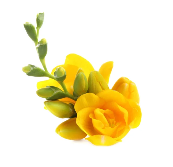 Beautiful Yellow Freesia Flowers White Background — Stock Photo, Image