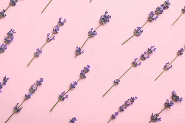 Schöne Lavendelblüten Auf Rosa Hintergrund Flache Lage — Stockfoto