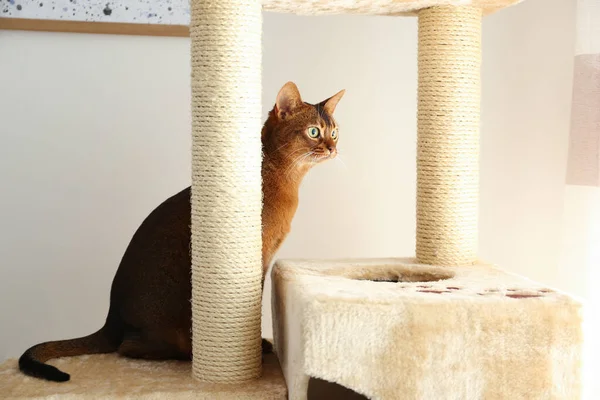 Hermoso Gato Abisinio Árbol Mascotas Casa Hermosa Mascota — Foto de Stock