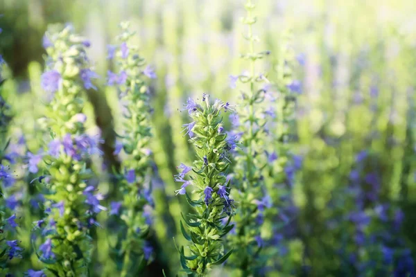 Muchas Plantas Hermosas Del Hisopo Que Florecen Aire Libre Primer —  Fotos de Stock