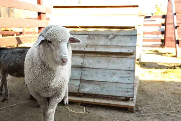 Carino Pecore Divertenti Fattoria Zootecnia — Foto Stock