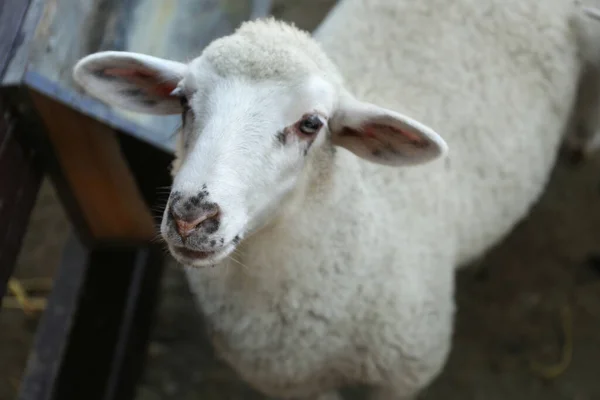 Carino Pecore Divertenti Fattoria Primo Piano Zootecnia — Foto Stock