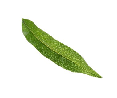 Taze yeşil şeftali yaprağı beyaza izole edilmiş.