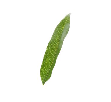 Taze yeşil şeftali yaprağı beyaza izole edilmiş.