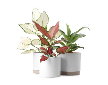 Çiçek saksılarındaki güzel Aglaonema bitkileri beyaza izole edilmiş. Ev dekorasyonu