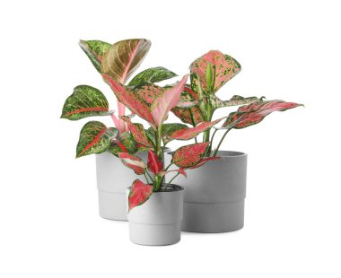 Çiçek saksılarındaki güzel Aglaonema bitkileri beyaza izole edilmiş. Ev dekorasyonu