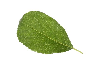 Taze yeşil erik yaprağı beyaza izole edilmiş.