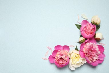 Açık mavi arka planda güzel, taze şakayıklar, düz yatış. Metin için boşluk