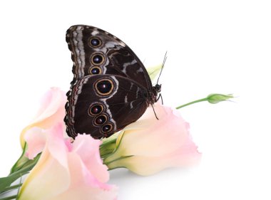 Güzel morpho kelebeği, beyaz arka planda Eustoma çiçeğinin üzerinde oturuyor.