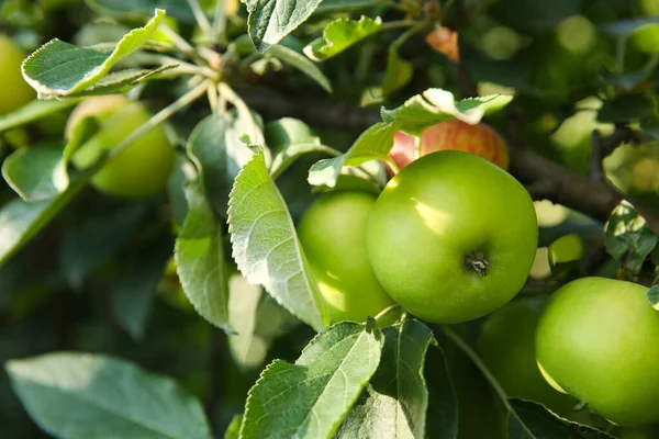 Mogna Äpplen Trädgren Trädgården — Stockfoto