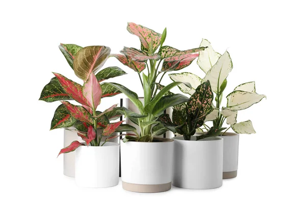 Belas Plantas Aglaonema Vasos Isolados Branco Decoração Casa — Fotografia de Stock