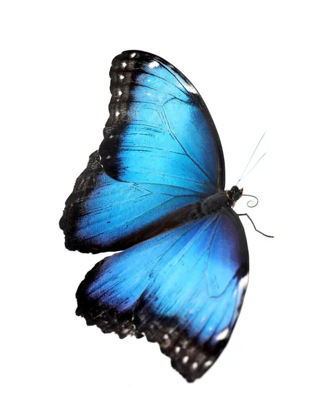 Beautiful Common Morpho Butterfly Isolated White — Stock Photo, Image