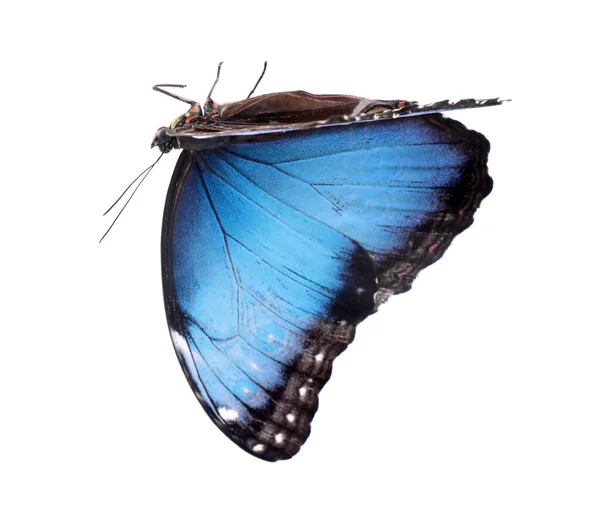 Borboleta Morpho Comum Bonita Isolada Branco — Fotografia de Stock