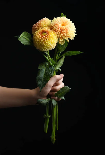 Mulher Segurando Belas Flores Dahlia Amarelas Fundo Preto Close — Fotografia de Stock