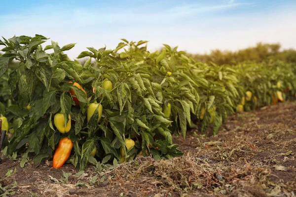 Bell Pepper Buskar Fält Skördetid — Stockfoto