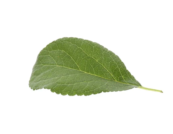 Färska Gröna Plommonblad Isolerade Vitt — Stockfoto
