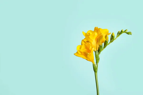 Mooie Bloeiende Gele Freesia Lichtblauwe Achtergrond Ruimte Voor Tekst — Stockfoto