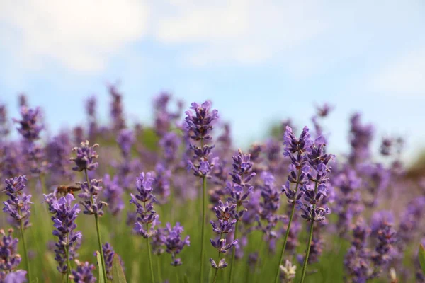 Lindo Campo Lavanda Florescente Dia Verão Close — Fotografia de Stock