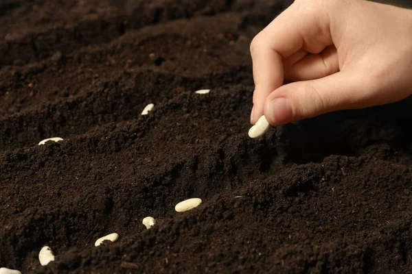 女性は豆を肥沃な土壌に植え 閉じます 野菜の種 — ストック写真