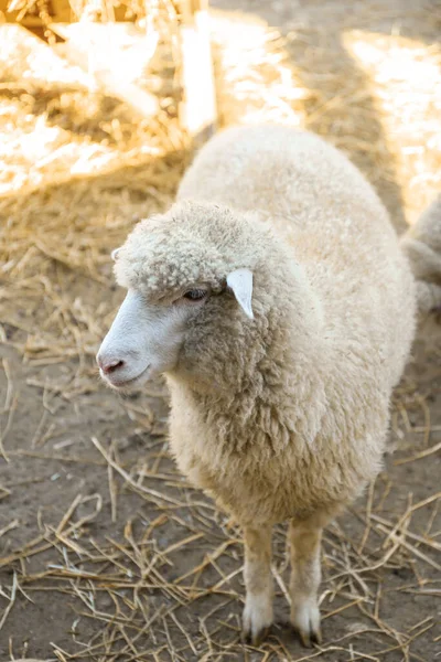 Cute Śmieszne Owce Farmie Hodowla Zwierząt — Zdjęcie stockowe