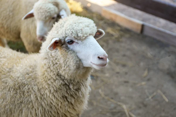 農場でかわいい面白い羊 クローズアップ 畜産業 — ストック写真