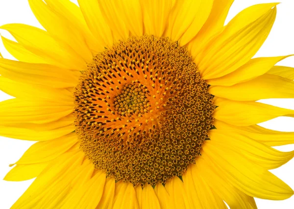 Beau Tournesol Lumineux Sur Fond Blanc Gros Plan — Photo