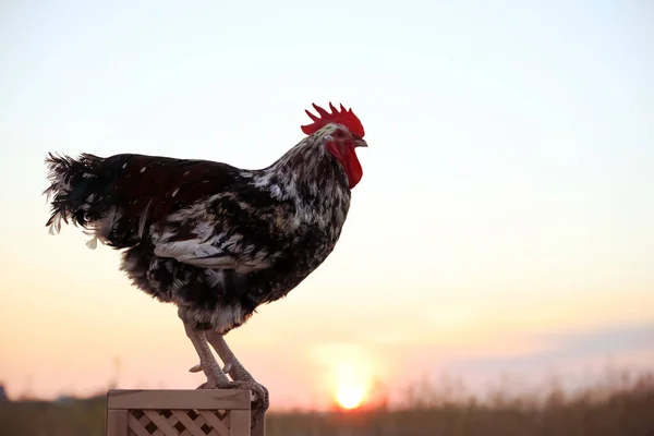 Big Domestic Rooster Wooden Stand Sunrise Space Text Morning Time — Stock Photo, Image