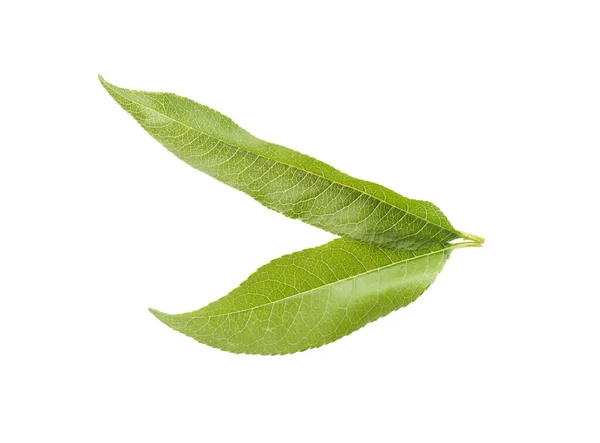 Fresh Green Peach Leaves Isolated White — Stock Photo, Image