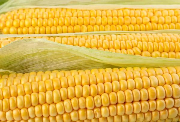 Ripe Raw Corn Cobs Background Closeup — Stock Photo, Image